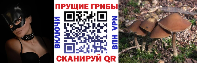 Псилоцибиновые грибы MAGIC MUSHROOMS  хочу наркоту  Барнаул 